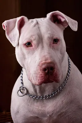 American Pit Bull Terrier - Wikipedia