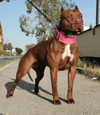 29 Pitbull Mixed Breeds (With Pictures)