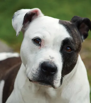 File:White Pitbull.jpg - Wikimedia Commons