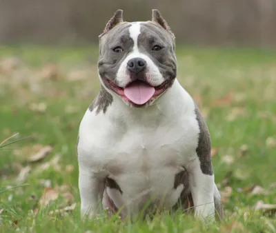 The Razor Edge Pitbull: The American Bully That May Be Perfect For you -  PawSafe