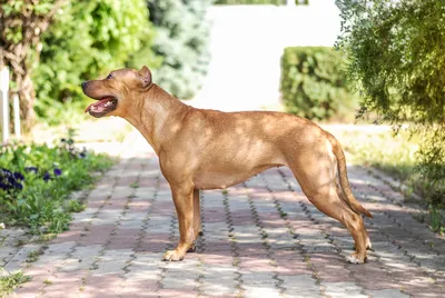 How to Raise and Train Pit Bulls to Not Be Aggressive - PetHelpful