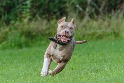 Have You Ever Seen a Pitbull with Long Hair? They Exist!