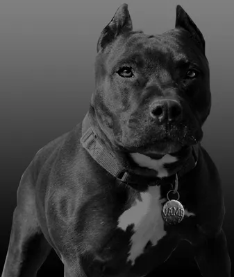 Why Pit Bulls Are Controversial - PetHelpful