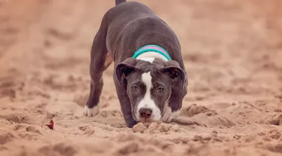 A cute pitbull with a happy smile 18248997 PNG