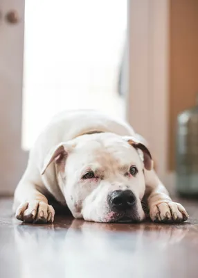 Pitbull dog on Craiyon