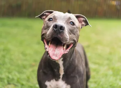 Pit Bull Facts - Villalobos Rescue Center