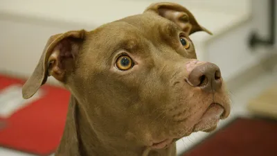 pitbull | Köpek türleri, Pitbull, En büyük köpek