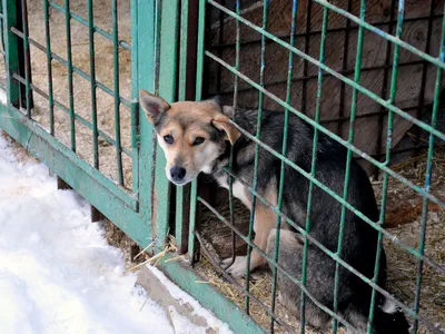 Приют При Питомнике собак К9 Иркутск | Facebook