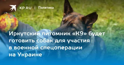 В войне зоозащитников Иркутска крайними остаются животные - Вячеслав Славин  - IrkutskMedia.ru