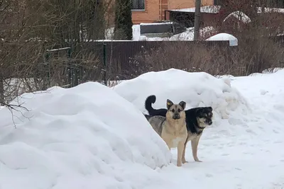Красивое платье раздора на фотографии