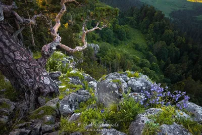 Плато лаго наки: фотография с высоты птичьего полета