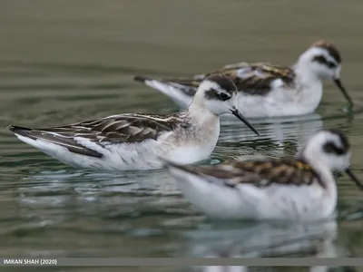 Плосконосый плавунчик - eBird