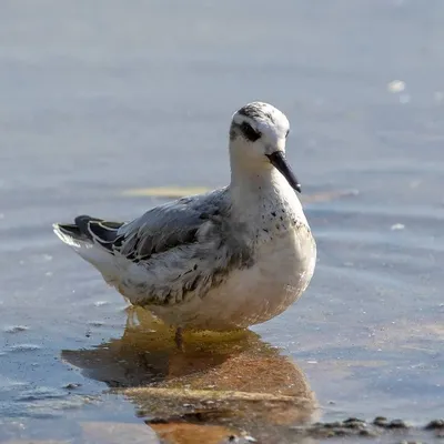 Круглоносый плавунчик (Phalaropus lobatus). Птицы Дальнего Востока России.