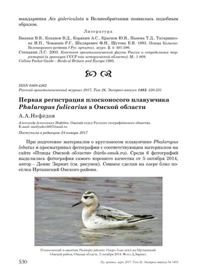 Red Phalarope / Плосконосый плавунчик / Плавунець плоскодзьобий | Animals,  Bird