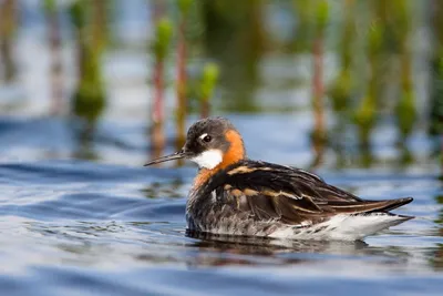 Плосконосый плавунчик - eBird