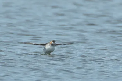 В краю непуганых птиц: тайный мир плавунчиков-2 2016-07-15. Birds of  Siberia.