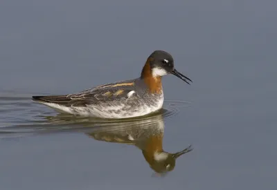 Плосконосый плавунчик — Phalaropus fulicarius / Статьи / Птицы Европы