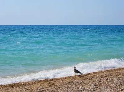 дикий пляж Орловка в Севастополе - Пляжи Севастополя, температура воды в  море - Справочник Sevas.Com