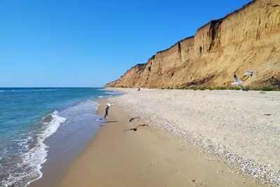 Опасная красота дикого пляжа: блогеры показали, как выглядит курортная  Лебедевка | Экология | БессарабiЯ.UA