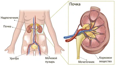 Почки картинка фотографии