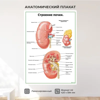 Фокальная терапия рака почки - prostatefocaltherapies.com