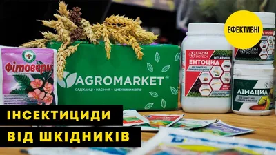 Спасёте комнатные цветы в два счёта: почвенные мушки покинут ваши растения  навсегда | 27.08.2023 | NVL