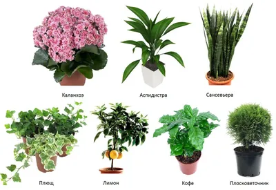 Ground cover plants for the aquarium - buy in the Florariumplants online  store