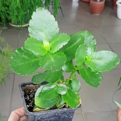 Hoya australis Lisa | Hoya | Hoya | Комнатные растения (Зеленые) | Цветущие комнатные  растения | Комнатные растения | All products | OZ Planten