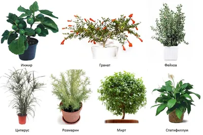 Комнатные растения, очищающие воздух | Садово-ландшафтное бюро Щедрый  агроном