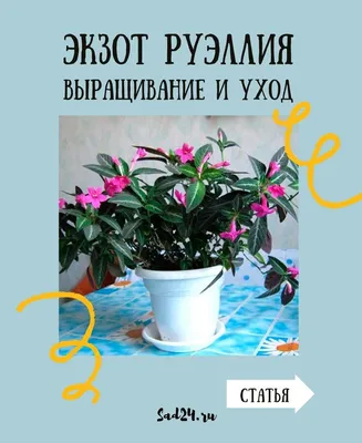 Домашние комнатные растения, купить недорого с доставкой в Москве