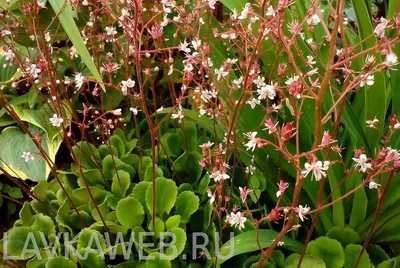 Комнатные растения и цветы купить в Москве из питомника, доставка почтой по  России | Интернет-магазине Подворье