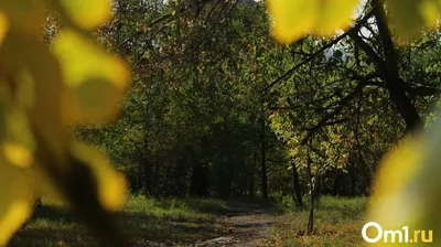 Подгородка. Коттеджи на выходные, коттедж посуточно за городом,отдых в  пригороде Омска