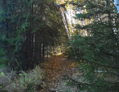 Участок в Омская область, Омский район, д. Подгородка ул. Грибанова, 5 .,  Купить земельный участок Подгородка, Омский район, ID объекта - 20005849518