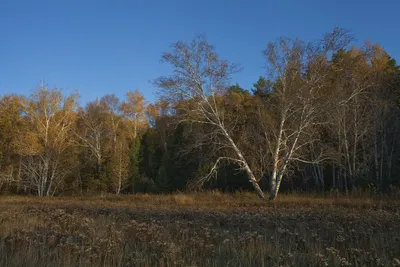 Баня в Комплексе Подгородный Омск, Подгородка , Петра Косенкова 3 🚩 цена  от 800 руб., вместимость до 12 чел, цены и телефоны 💦 саун и бань ♨️ на  ДАЙ ЖАРУ в Омске