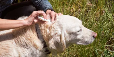 Признаки и способы лечения подкожного клеща у собак | Zoohub