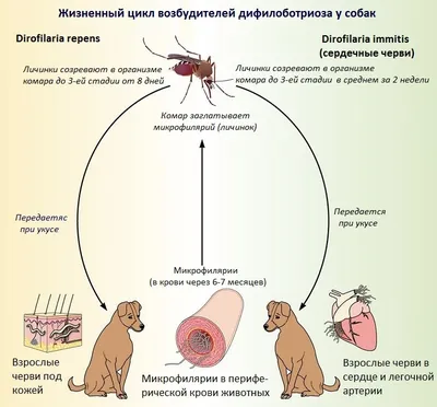 Дирофиляриоз. Черви в сердце! - Ветеринарная клиника МВЦ «Два сердца» в  Санкт Петербурге
