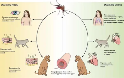 Дирофиляриоз у человека: симптомы дирофилярий