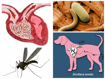 Дирофиляриоз. Взгляд с ветеринарной стороны. | Пикабу