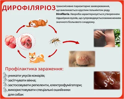 Дирофиляриоз: истории из жизни, советы, новости, юмор и картинки — Горячее  | Пикабу