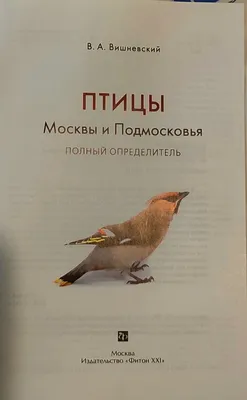 🦜 Семь по-настоящему ярких птиц Москвы и Подмосковья | Блог Плюса | Дзен