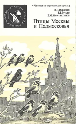 Птицы подмосковья | Пикабу