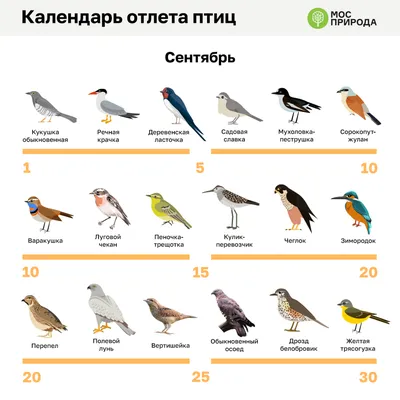 Иллюстрация 41 из 42 для Птицы Москвы и Подмосковья. Полный определитель -  Василий Вишневский | Лабиринт - книги.