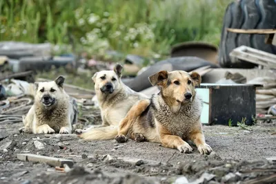 картинки : Собаки, Корги, Плотоядное животное, порода собаки, Dog supply,  Собака-компаньон, Палевый, Игрушечная собака, Морда, Действующее животное,  Canidae, чихуахуа, Pet supply, счастливый, Лапа, дерево, Натуральные  продукты, Подпись к фотографии ...