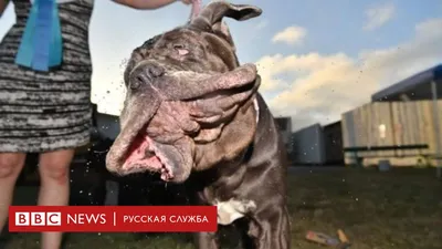 Картинки с выставки собак Crufts: чемпион-папийон Дилан и другие - BBC News  Русская служба