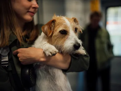 Картинки с выставки собак Crufts: чемпион-папийон Дилан и другие - BBC News  Русская служба