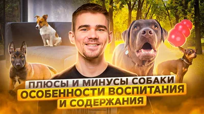 Мастера фотографироваться 😂 30 смешных фотографий с собаками | Профессия  Фотограф | Дзен