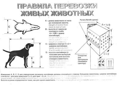 13 тысяч астраханцев подписали петицию об усыплении бродячих собак - KP.RU