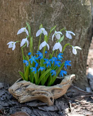 Подснежник белоснежный / Galanthus nivalis - Луковицы Подснежников - купить  недорого подснежники в Москве в интернет-магазине Сад вашей мечты