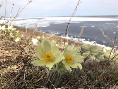 Не рвать подснежники в лесах призывают тамбовчан