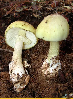 Amanita phalloides, Бледная поганка (мухомор зелёный)